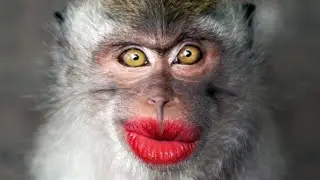 Indian Forest Monkey Problem..😊 #monkey #challenge #youtubevideo