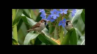 Wildlife wonders: a beautiful scenary of birds, flowers, ocean non veg plant 