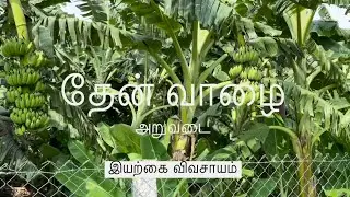 தேன் வாழை/கற்பூரவள்ளி வாழை 300வது நாள் அறுவடைக்கு தயார்  | இயற்கை விவசாயம் | Organic Farming |