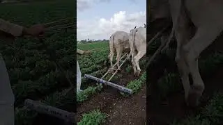 😍🥰🤟 #bharatkikheti #farmerstruggle #indianfarmer #desikisan #farmingtraditions #indianoccupation