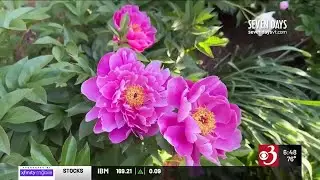 Stuck in Vermont: Planting peonies to keep Burlington beautiful