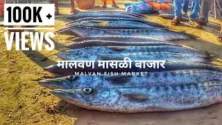 Malvan Fish Market | Fish Auction - मासळी लिलाव
