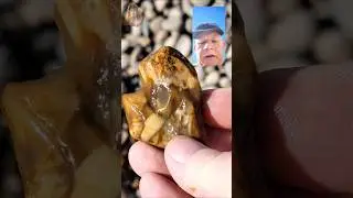 Agate Jasper & Common Opal in the same Rock - Rockhounding Find #shorts #agate #jasper