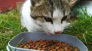 Beautiful stray cat with a pink nose is eating food #cat #theplanetofcats #cats