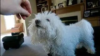 My Dog's Morning Routine!