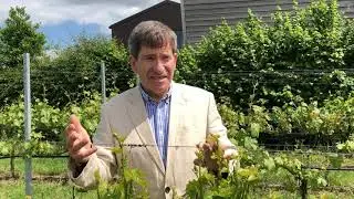 John talking about his Seyval Blanc vines in the Vineyard at Chet Valley Vineyard
