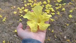 Esse ano está tão lindo florada dos Ipês na Praça de Guaranésia Minas Gerais 💚💛