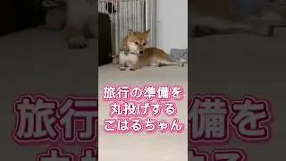 丸投げ😂　#豆柴#柴犬#日本犬#可愛い#Shiba#こはる