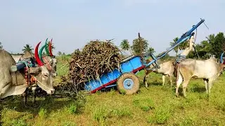 Indian Bullock Cart sugarcane unloading video | young Bullock