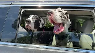 Funny Great Danes Growl & Laugh At Talking Grim Reaper Florida Halloween Lawn Decoration