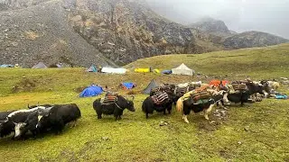 Hiimalayan Village Life in Heavy Rainy Time | The Yak Farm | Most Peaceful And Relaxing Village Life
