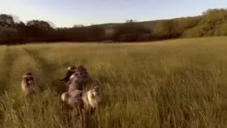Collie Rough kennel Yaless Blue