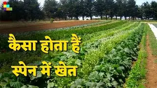 कैसा होता है? स्पेन में खेत II SPAIN KI KHET II FARM OF SPAIN II KHAS TRAVELS