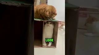 НЕ ПРОВЕРЯЙТЕ ЗВУК