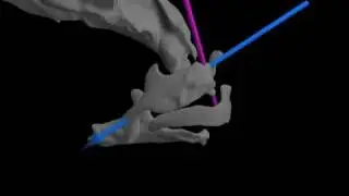 Fish Feeding: XROMM animation of jaw protrusion in common carp showing anatomical axes