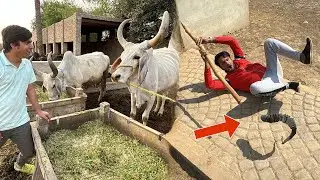 Snake Ny Attack Kr Dea 😰 Indian Cow Dakhi 😍