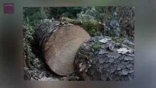 proHolz Bayern - wir wirtschaften mit der Natur