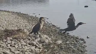 Beobachtung von Komoranen am Bodensee: Natur pur am Rheinufer...(Observing cormorants)