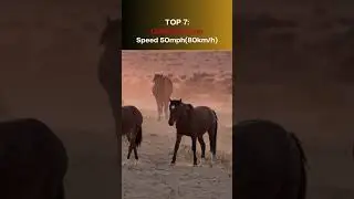 Top 10 Fastest land Animals   in the  World!