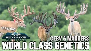 WORLD CLASS Genetics, Genetic Markers and GEBV scores | Rocky Ridge Whitetails 2023