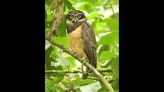🔥🐦WhatsApp status parrot birds l #instagram#reels #whatsappststus#tiktok #parrotvideo#parrot birds🔥👌