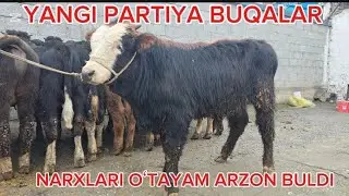 XAMMASI SHVET BUQALAR YEMGA TAYYOR VA YOSH BUQALAR ZURLARI KELDI 18 01 2026