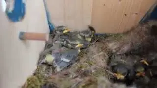 Nestfl&uuml;chter.MOV