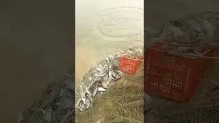 Fish video #fishing #fisherman #fish #video #river #ganga #pond #short #video #viral #reels
