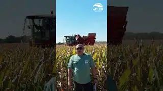 Даламер ФАО 280 #adler