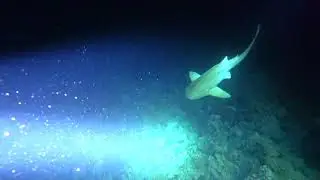 Divesafari Egypt NY 2020. Part 1.