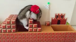 ハムマリオ002（ HAMUMARIO）Hamster Super Mario Bros. WORLD1-1
