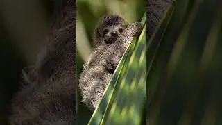 #animalsvideo #animalloverworld #animallover#youtube #ytshorts #new #queen #youtubeshorts