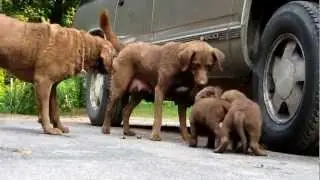 Chesapeake Bay Retriever puppies 6 weeks and Mom play at Chesamo.MOV