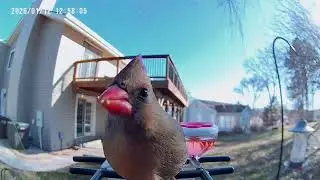 Hey beautiful! #femalecardinal #birds 