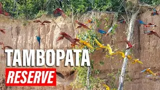 🟢 Tambopata: Peru&rsquo;s Jungle Gem of Biodiversity 🌿✨ | Explore Edge
