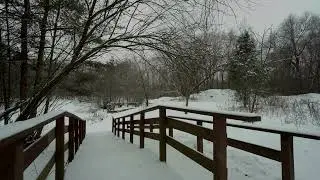 ❄️🌲 Quiet Snowy Woods | Gentle Winter Ambience for Deep Relaxation