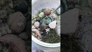 Zabieram muchę pająkowi (slow motion) #spider #fly