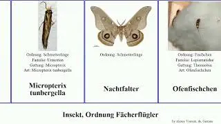 Insekt, Ordnung F&auml;cherfl&uuml;gler major insect Machiloides Silberfischchen Grillenschaben Elenchus Dan