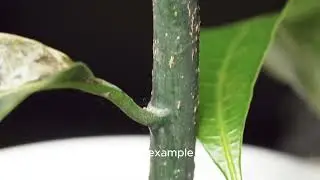 Magnetoponics _   Another Breakthrough in Agriculture