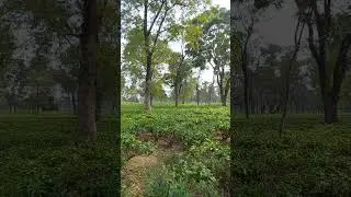 #teagarden #dooars #tealovers #photography
