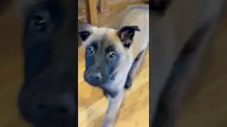 Crazy 7 week old Belgian Malinois battles a cat and a balloon.