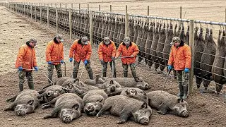 How Farmers Battle INVASIVE Wild Boars in EUROPE vs JAPAN vs UNITED STATES