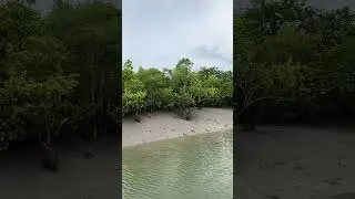 Sundarvan delta tiger 🐅 rezarb