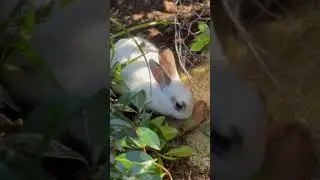 Chillin with de leaves