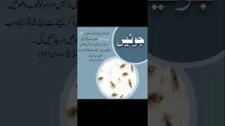 Life-Saving Islamic Wisdom #shorts #IslamicLifeTips