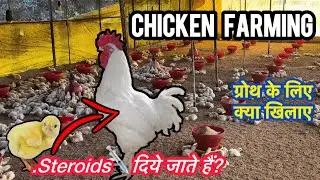Chicken Farm Business हिन्दी में | Business Idea | Chick Diet | Sameer India Vlog