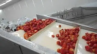 Strawberry washing machine