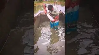 Big Pangas Fish Breeding System #shorts