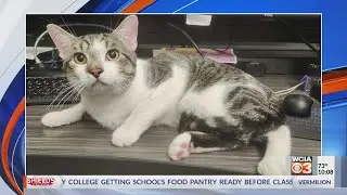 Abandoned cat looking for new home in Douglas County