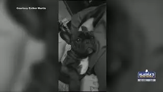 Missing French bulldogs found dead inside crab pots